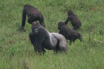 Great Apes Not So Extinct - New Census Shows Twice As Many As Previously Believed